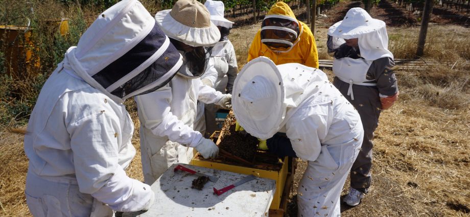 Airborne beekeeping