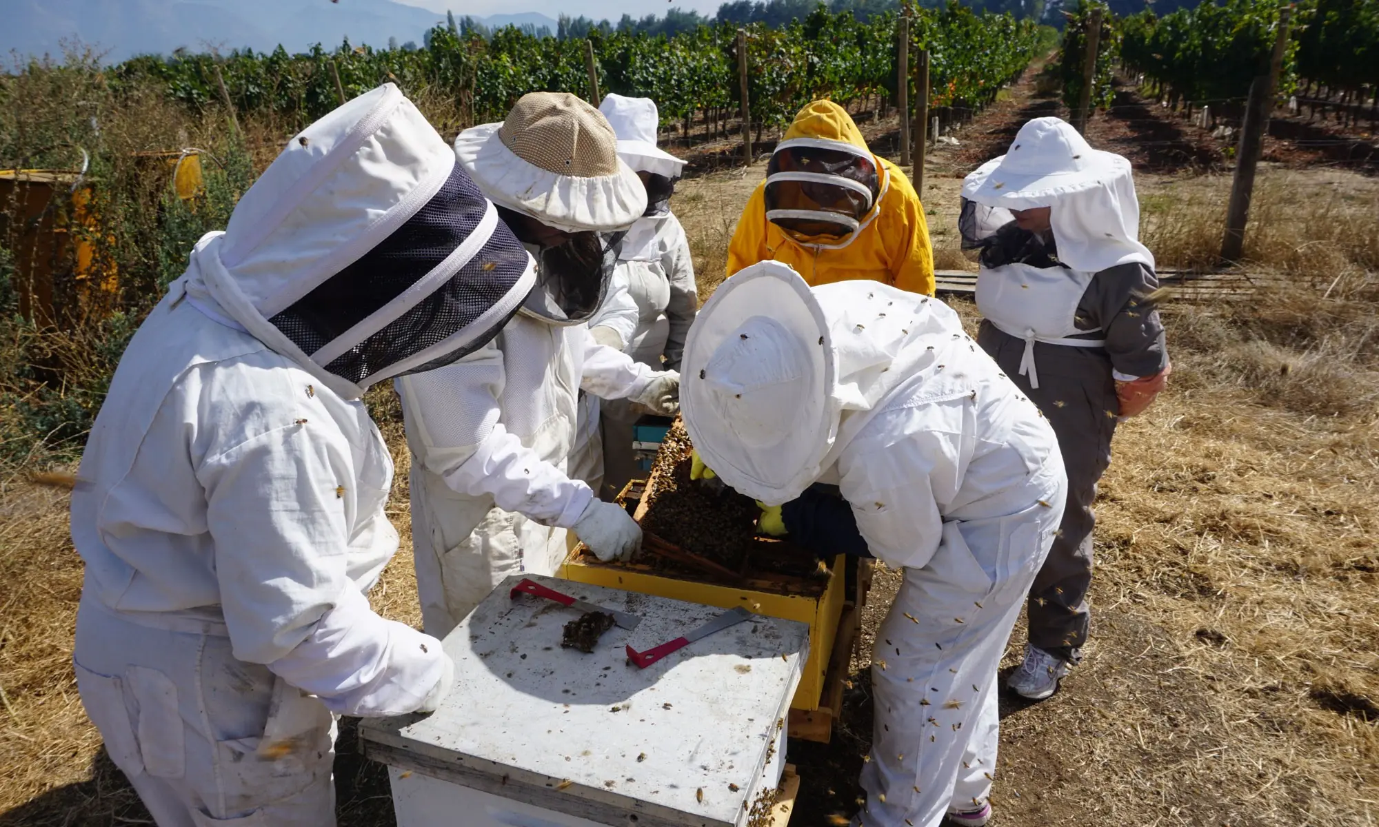 Airborne beekeeping