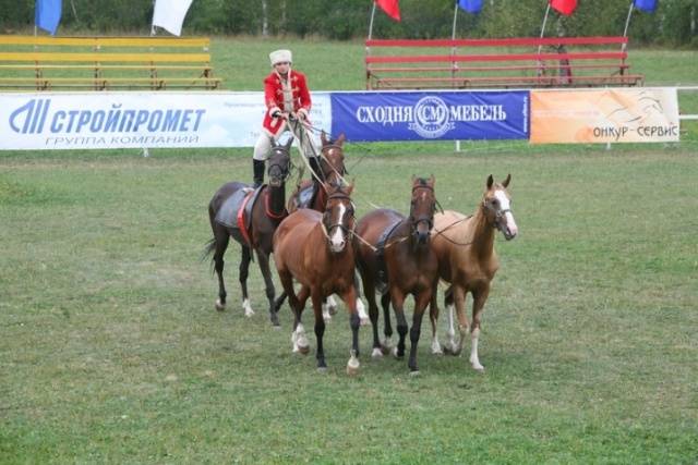 Akhal-Teke horse breed