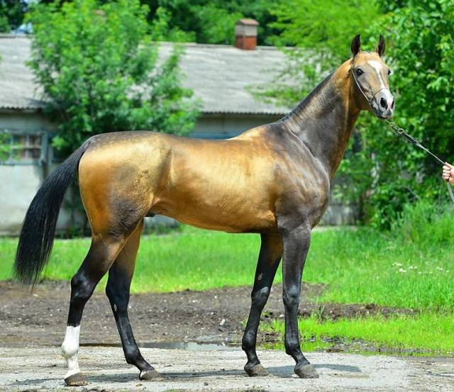 Akhal-Teke horse breed