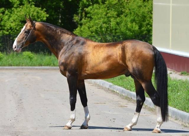 Akhal-Teke horse breed