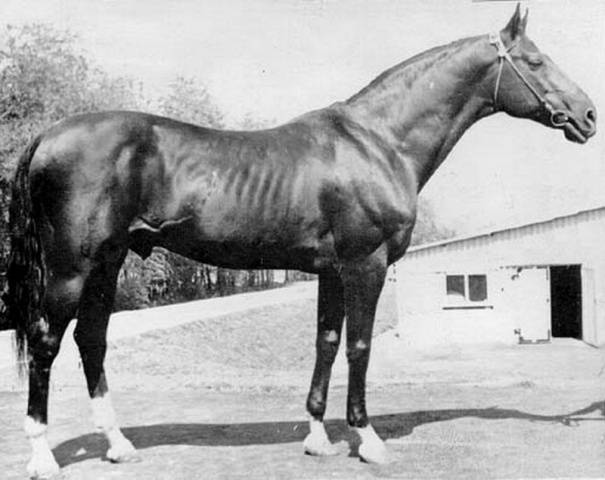 Akhal-Teke horse breed