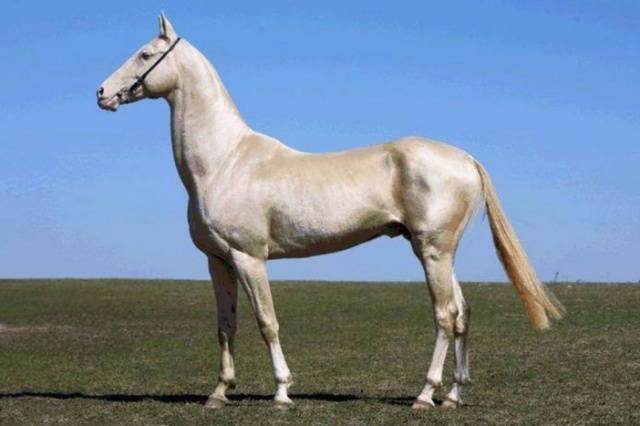 Akhal-Teke horse breed