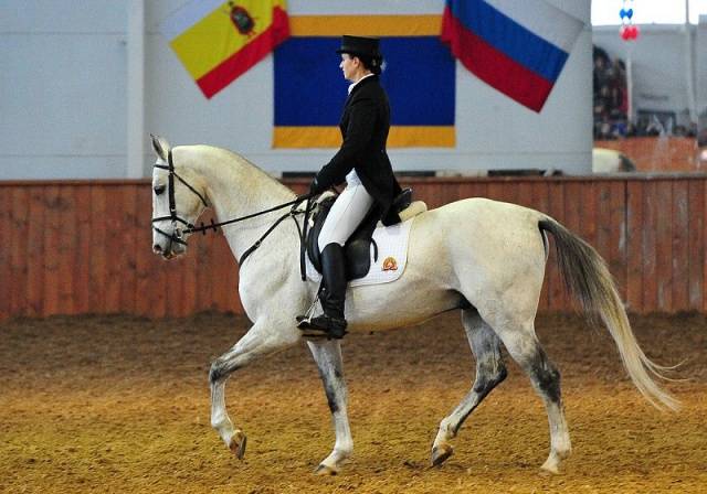 Akhal-Teke horse breed