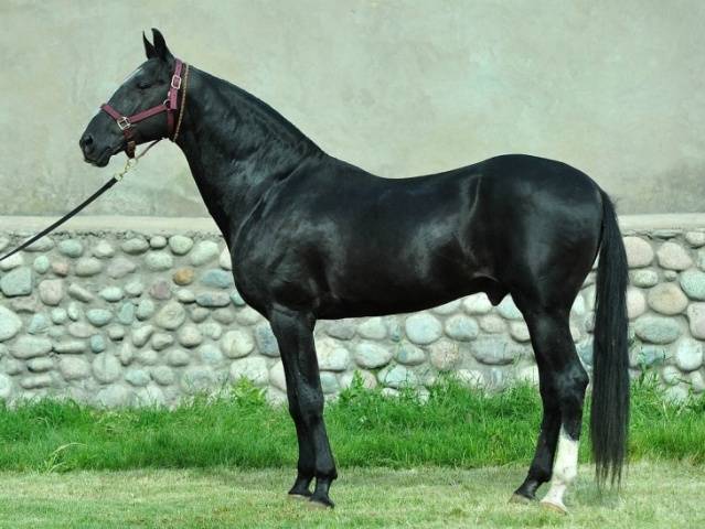 Akhal-Teke horse breed