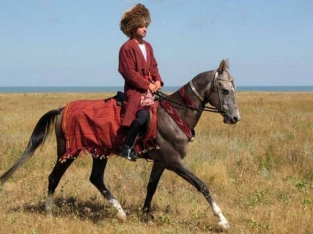 Akhal-Teke horse breed