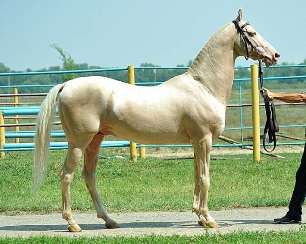 Akhal-Teke horse breed