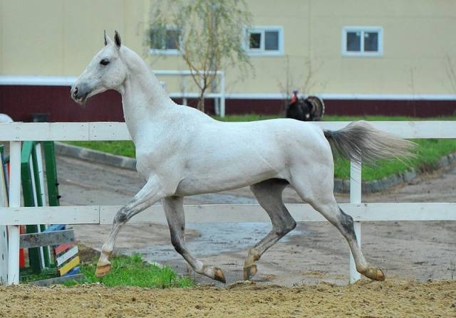 Akhal-Teke horse breed