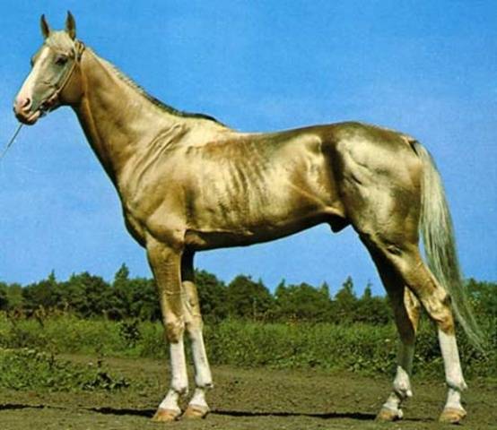 Akhal-Teke horse breed