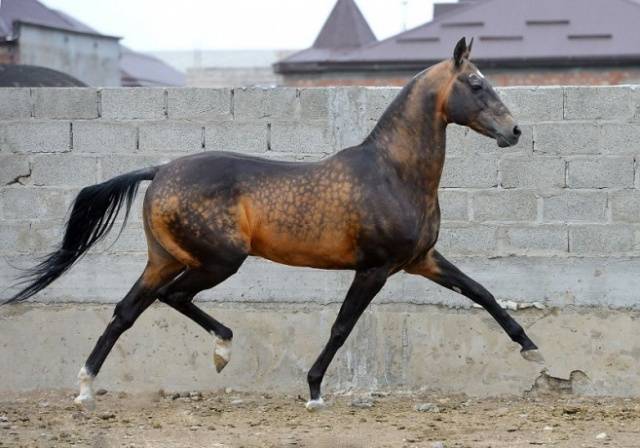 Akhal-Teke horse breed