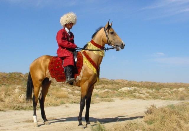 Akhal-Teke horse breed