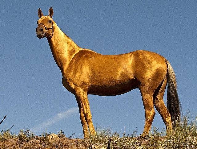 Akhal-Teke horse breed