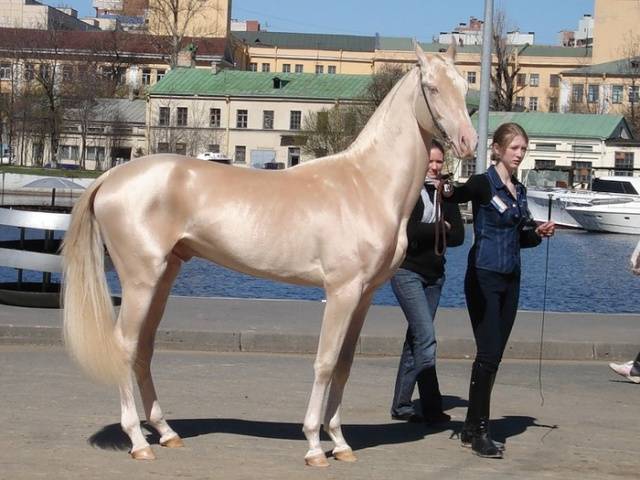 Akhal-Teke horse breed