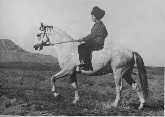 Akhal-Teke horse breed