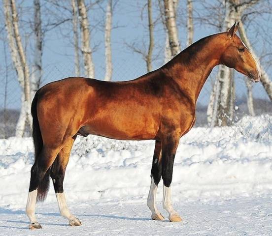 Akhal-Teke horse breed