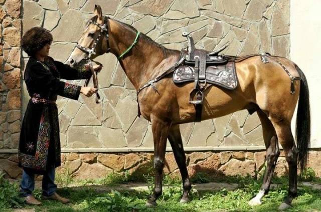 Akhal-Teke horse breed