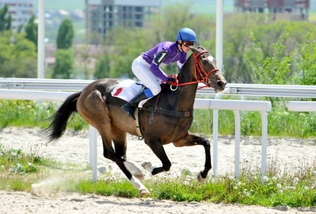 Akhal-Teke horse breed