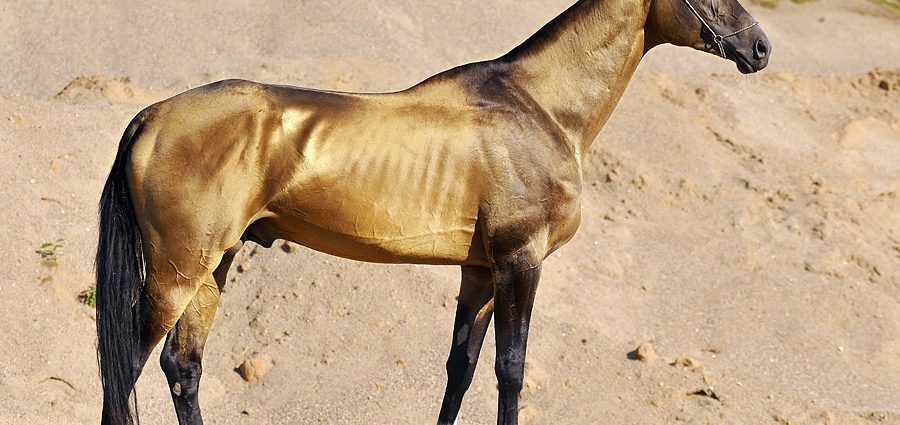 Akhal-Teke horse breed