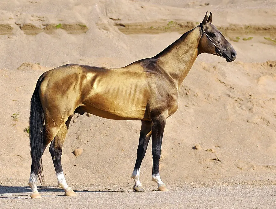 Akhal-Teke horse breed