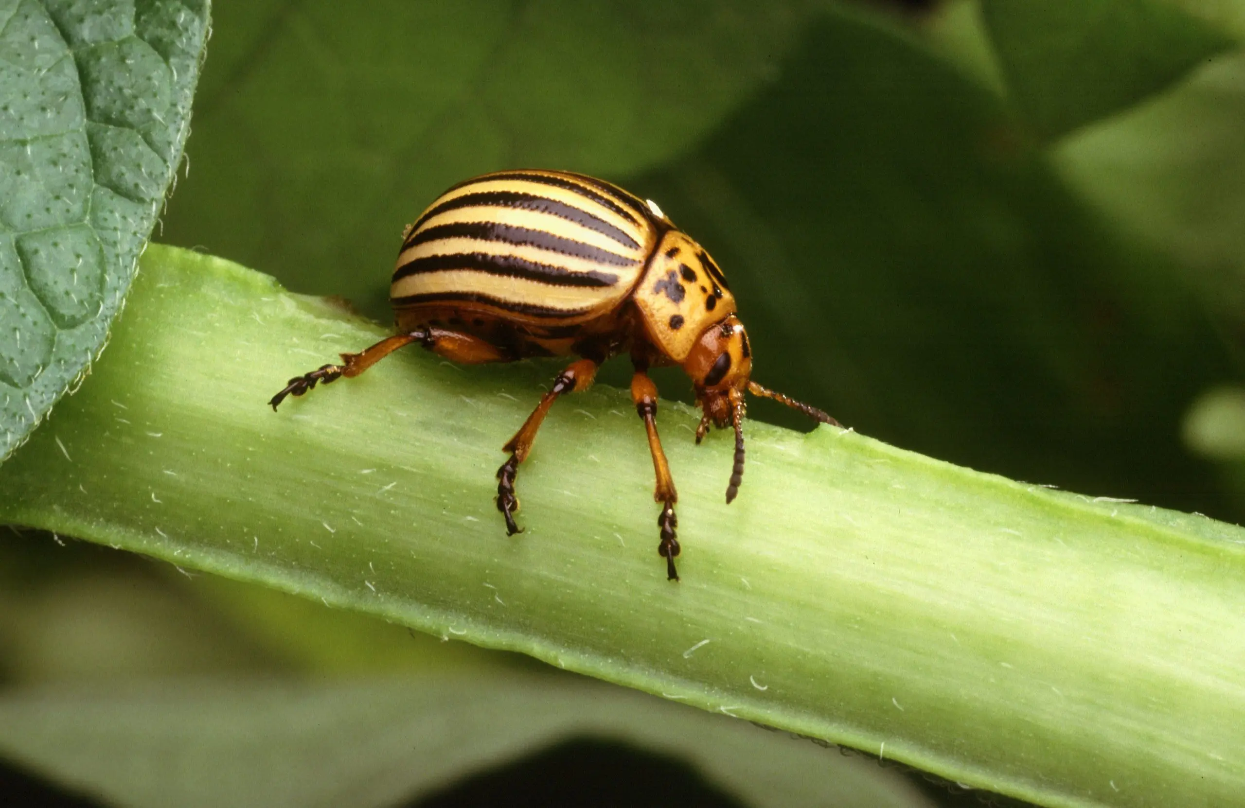 Aktara from the Colorado potato beetle: reviews 