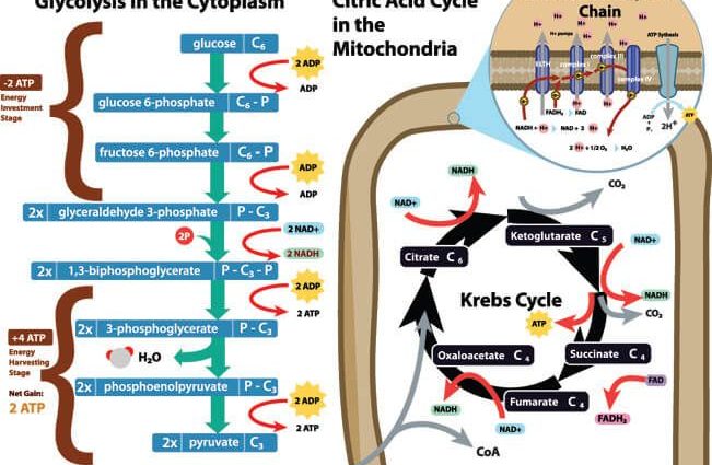 Alanine aminotransferase (ALT) &#8211; the norm and test results