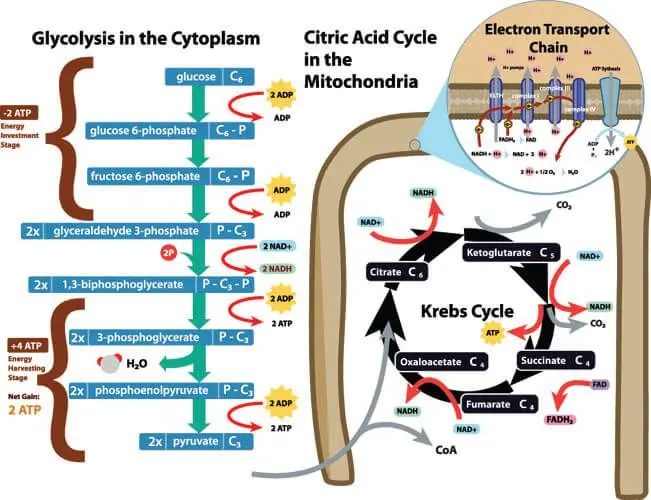 Alanine aminotransferase (ALT) &#8211; the norm and test results