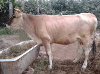 Alatau meat and dairy breed of cows