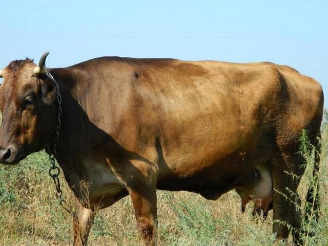 Alatau meat and dairy breed of cows