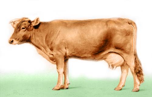 Alatau meat and dairy breed of cows