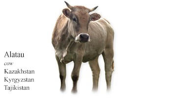 Alatau meat and dairy breed of cows