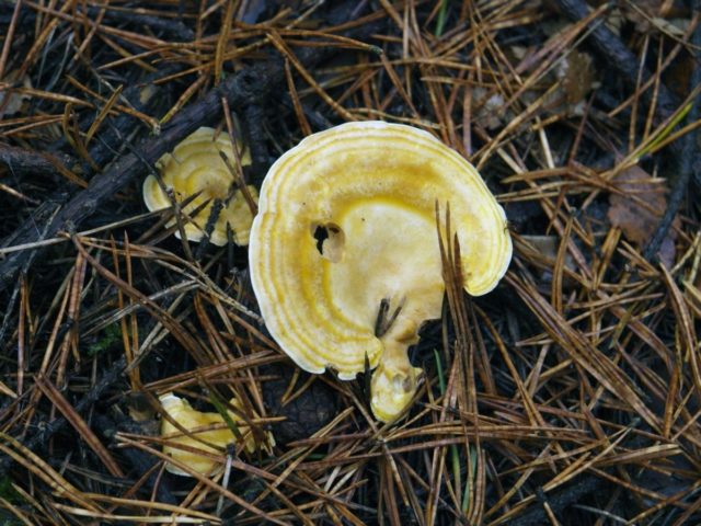 Albatrellus lilac: photo and description of the fungus