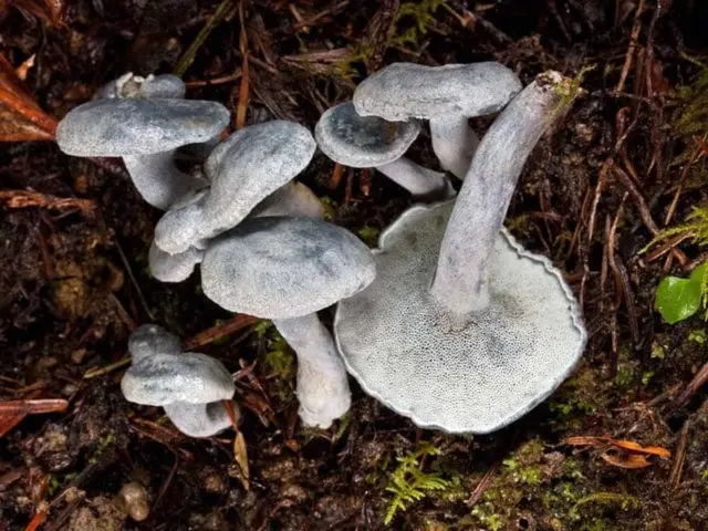 Albatrellus sinepore: where it grows and what it looks like