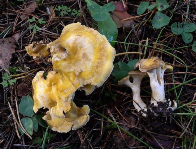 Albatrellus Tien Shan: photo and description of the fungus