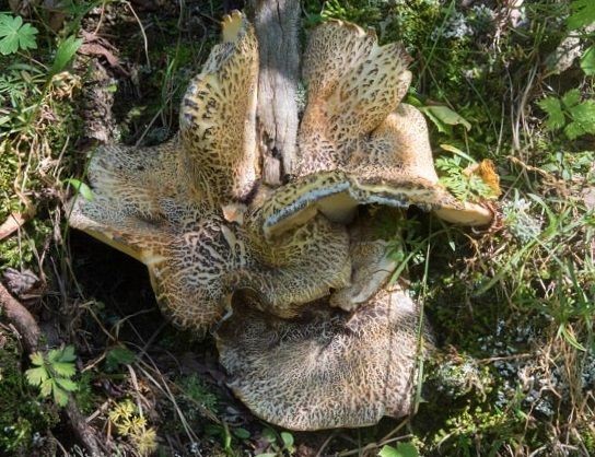 Albatrellus Tien Shan: photo and description of the fungus