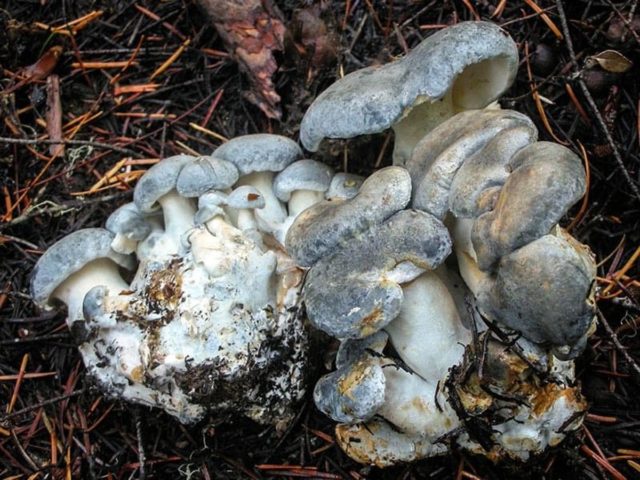 Albatrellus Tien Shan: photo and description of the fungus