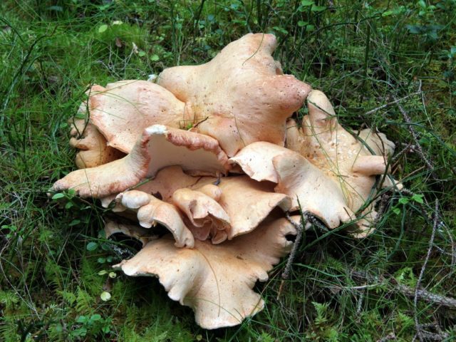 Albatrellus Tien Shan: photo and description of the fungus