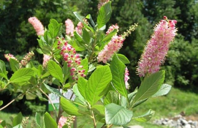 Alder leaf cletra: planting and care in the suburbs, photo in landscape design