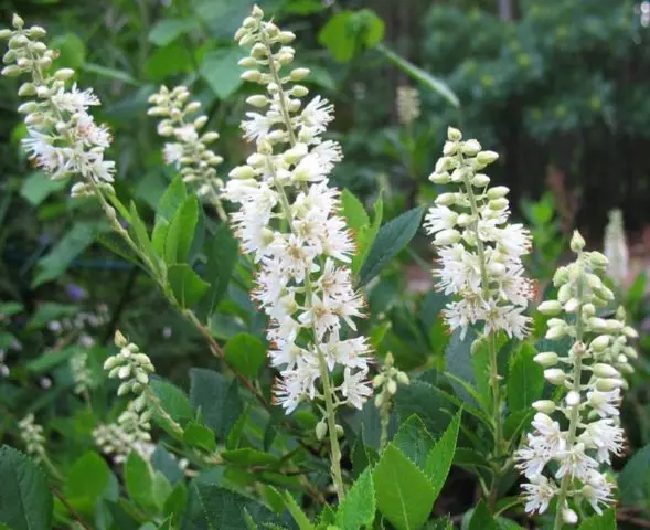 Alder leaf cletra: planting and care in the suburbs, photo in landscape design