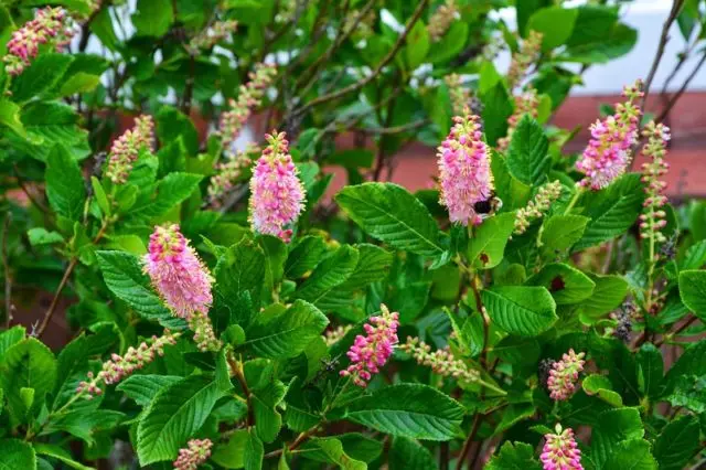 Alder leaf cletra: planting and care in the suburbs, photo in landscape design