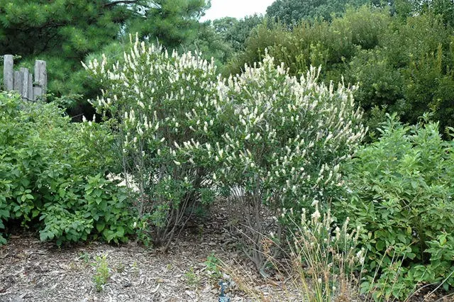 Alder leaf cletra: planting and care in the suburbs, photo in landscape design