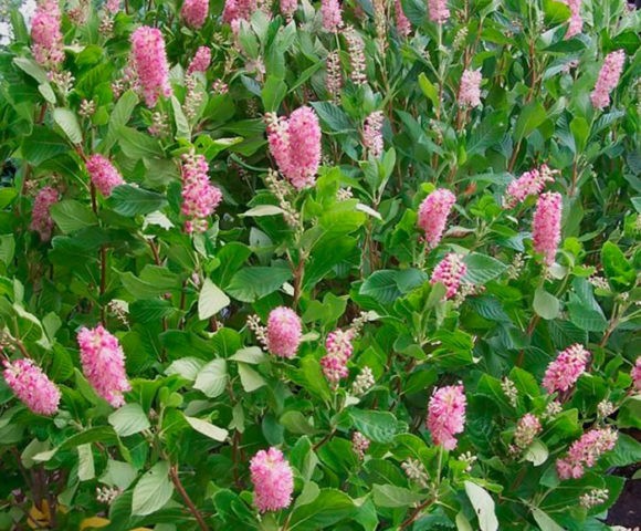 Alder leaf cletra: planting and care in the suburbs, photo in landscape design