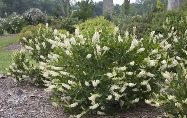 Alder leaf cletra: planting and care in the suburbs, photo in landscape design