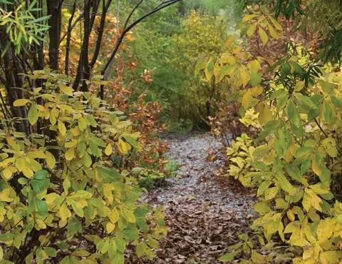 Alder leaf cletra: planting and care in the suburbs, photo in landscape design