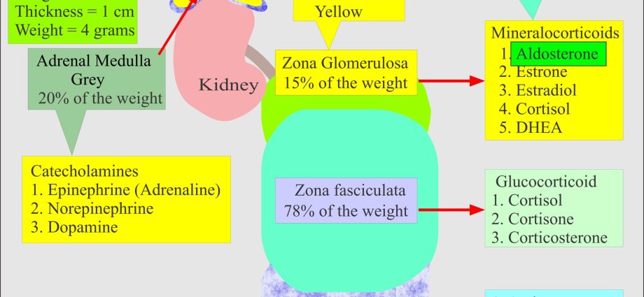 Aldosterone &#8211; a hormone test. When to do them?