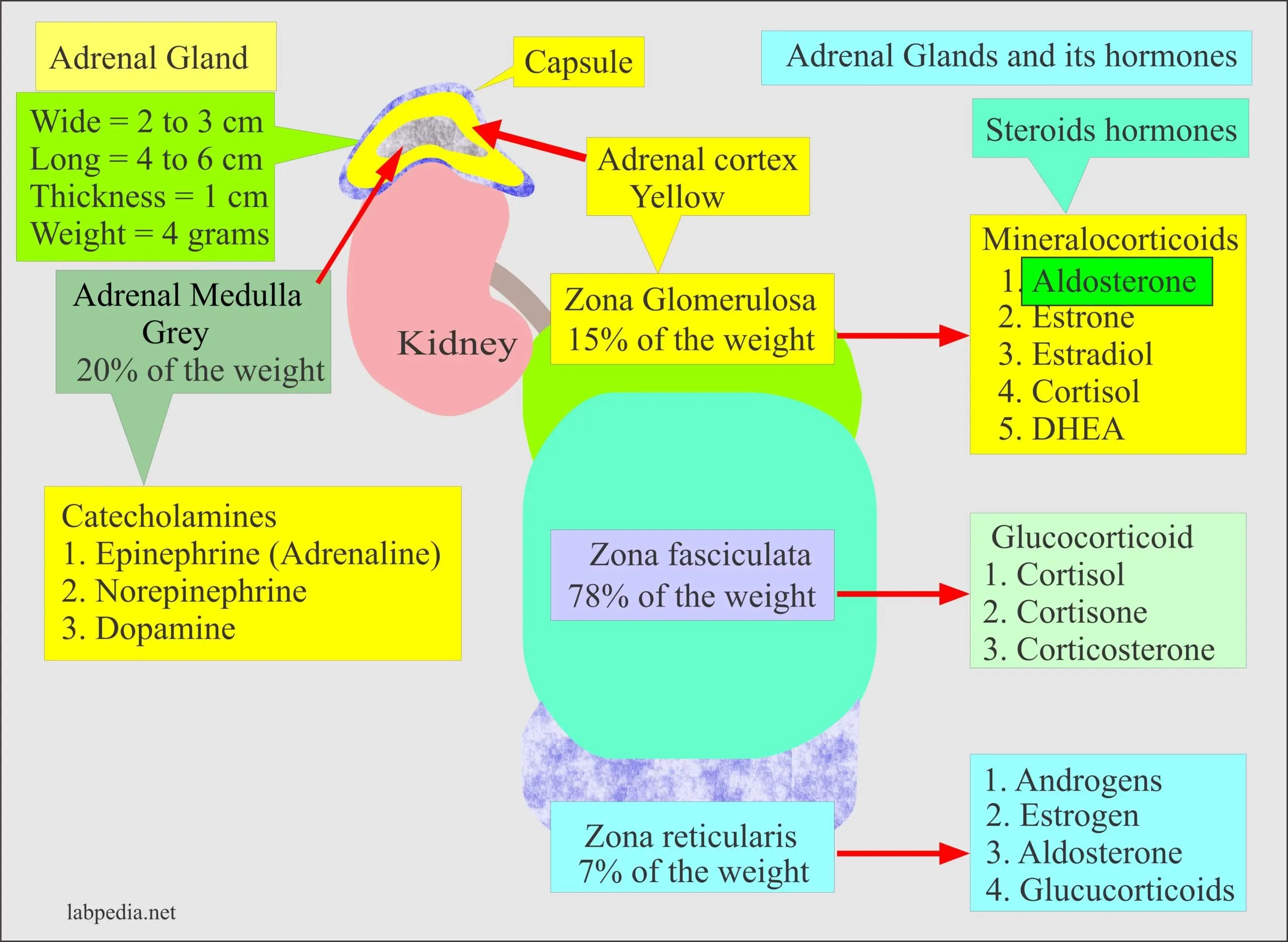 Aldosterone &#8211; a hormone test. When to do them?