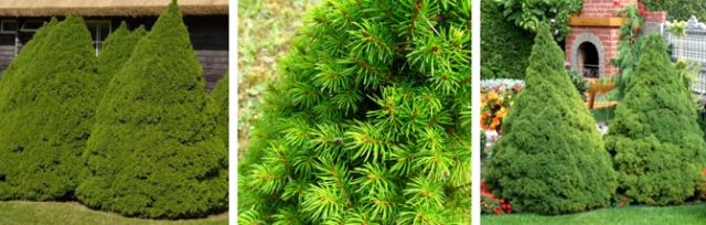 Ale white horsetail (Glauconica)