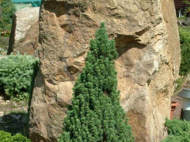 Ale white horsetail (Glauconica)