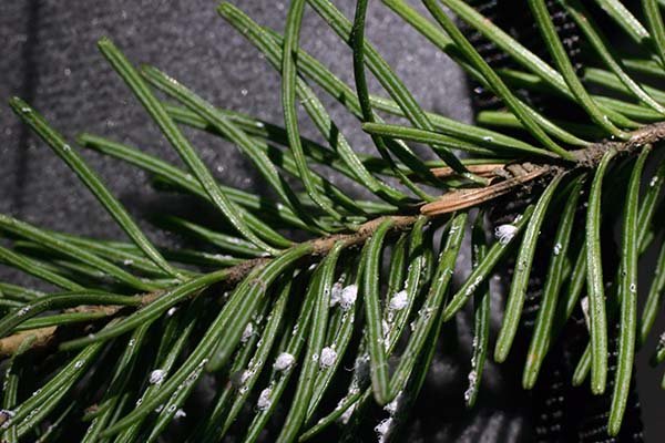 Ale white horsetail (Glauconica)