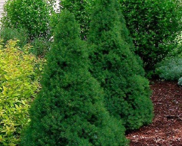 Ale white horsetail (Glauconica)