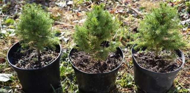 Ale white horsetail (Glauconica)